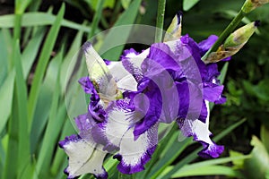 Irises flowers. Beautiful lilac and white irises in spring. Greeting card or invitation. Delicate fresh flowers.