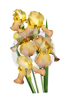 Irises flowers it is isolated