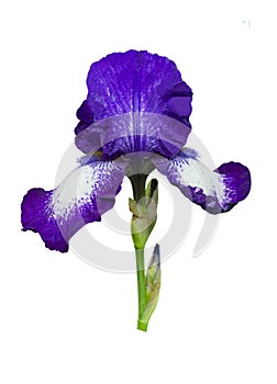 Irises flowers