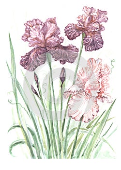 Irises flowers spring blooming. Hand painted watercolor illustration.