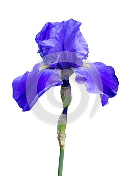 Irises flowers