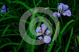 Purple iris and green grass photo