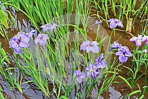 Irises in Meiji Shrine in Tokyo