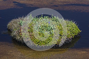 Irises and mosses on tiny island in pond, Newfoundland