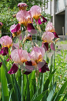 Irises in spring. Colorful iris flower with delicate petals.