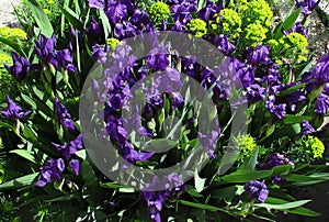 Irises in summer day at the flower bed