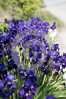 Irises are surprisingly beautiful perennial flowers, striking with the image of shapes, paints and shades. This is probably why th