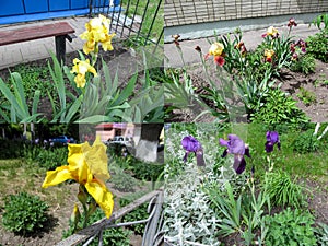 A set of four photos of yellow, blue-violet and burgundy irises who growing in the garden photo
