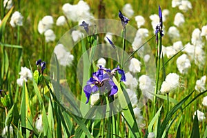 Irises which the light strikes, purple irises with grass background