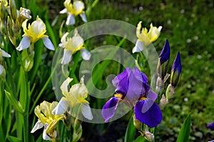 Irises are wonderful garden plants