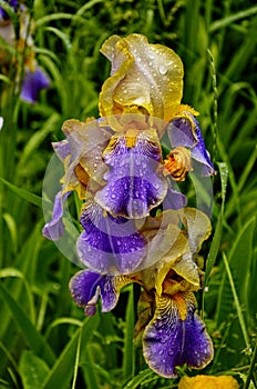 Irises are wonderful garden plants