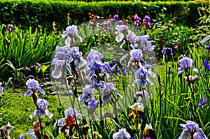 Irises are wonderful garden plants