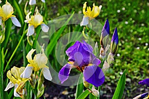 Irises are wonderful garden plants