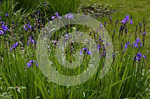 Irises are wonderful garden plants