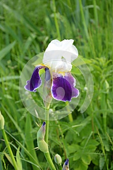 Irises are wonderful garden plants