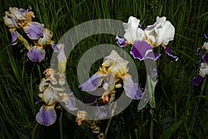 Irises are wonderful garden plants