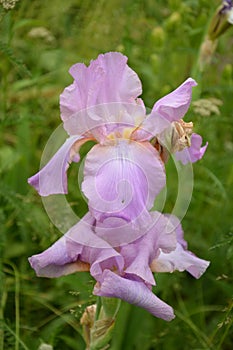 Irises are wonderful garden plants