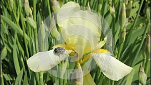 Irises â€“ beautiful ornamental flowers.