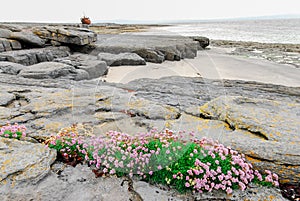 Irish Aran Islands Costal Scene