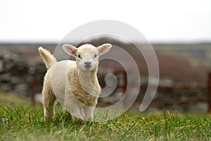 Irish baby sheep photo