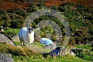 Irish black face sheep