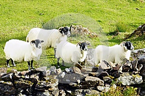 Irish blackfaced Sheeps