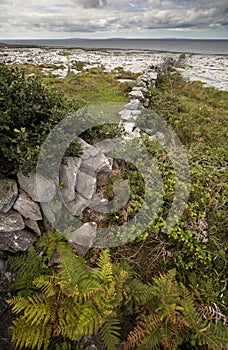 The Irish Burren