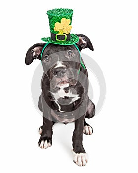 Irish Celebration Puppy Dog