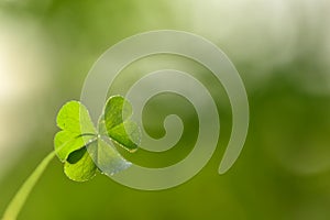 Irish Clover Leaf for St. Patricks Day Background. Soft Selective focus