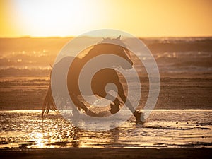 Irish cob galloping along the the seashore at sunset