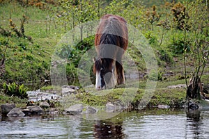 Irish cob horse grazing on a river bank