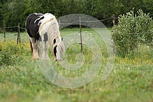 Irish Cob horse in meadow