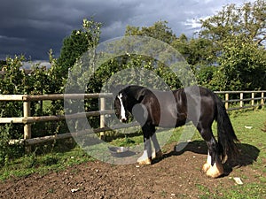 irish cob mare in the field, dark blue sky