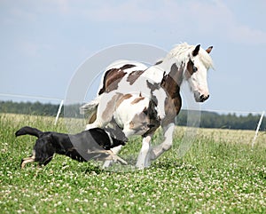 Irish cob mare runaway from the dog