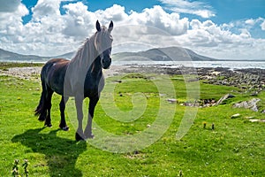 Irish Countryside view with black horse in County Donegal