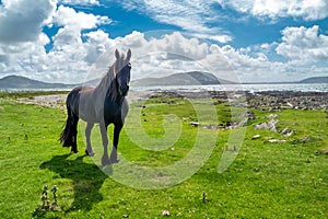 Irish Countryside view with black horse in County Donegal