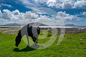 Irish Countryside view with black horse in County Donegal