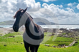 Irish Countryside view with black horse in County Donegal