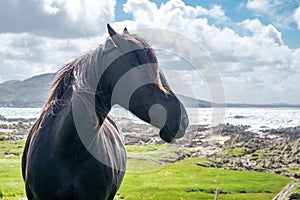 Irish Countryside view with black horse in County Donegal