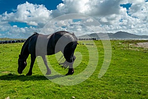 Irish Countryside view with black horse in County Donegal