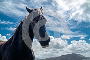 Irish Countryside view with black horse in County Donegal