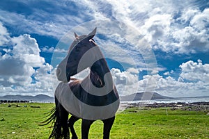 Irish Countryside view with black horse in County Donegal