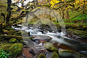 Irish creek of Clare Glens