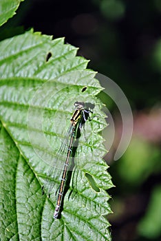 The Irish damselfly or crescent bluet Coenagrion lunulatum male sitting on green raspberry leaves top view close up detail