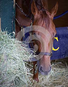 Irish Danzing by Danza in her Stall