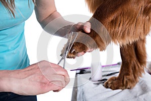 Irish dog setter grooming at the salon for dogs, isolated