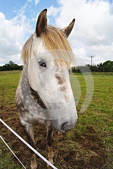 Irish Draught Horse