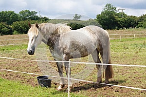 Irish Draught Horse photo