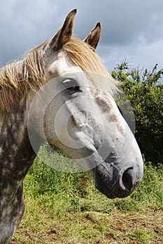 Irish Draught Horse photo