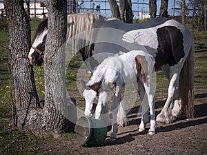 Irish gipsy cob mare with 10 days old foal in a meadow. Foal playing with the bucket were the mother`s dry food is served.